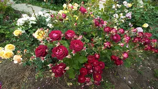 Розы на пике цветения 29.05.24