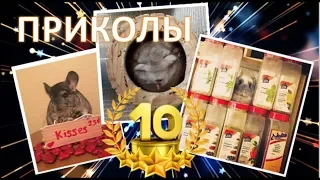 Лучшие приколы про ШИНШИЛЛ! Смешные ШИНШИЛЛЫ! Funny chinchillas❤#10