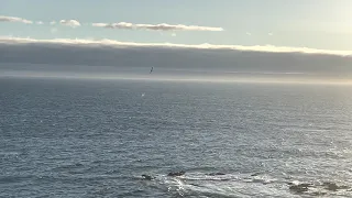 Gray Whale or Humpback Whalewatching on Big Sur Coastlune