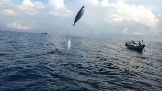 mancing ikan gembung dapat jekpot ikan tenggiri.