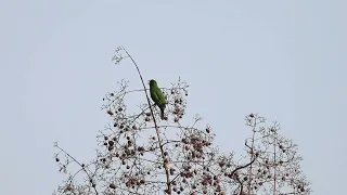 Golden fronted leafbird #goldenfrontedleafbird #birdwatching_by_ranjit #birdwatching #birds