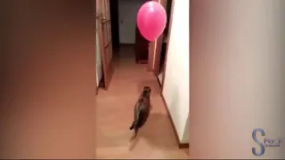 Cats VS balloons #Funny cats #Play with balloons