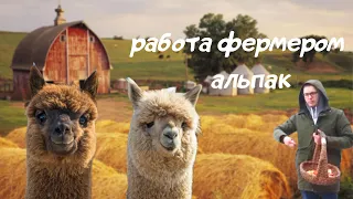 Ферма альпак. Фермер из города. Московские альпака