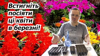 Квіти, яки ми сіємо саме в середині березня. Це справжня прикраса длґ будь якого квітника!