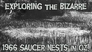 DISCOVERING A "SAUCER NEST" IN YOUR BACKYARD