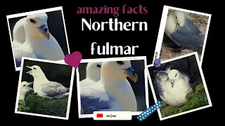 northern fulmar facts 🦜 fulmar calling sound 🦜 Arctic fulmar 🦜