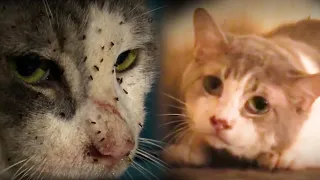 Over 40 cats was found in this horrible house 😱