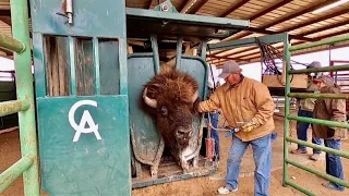 Behind the Scenes of a West Texas Bison Ranch and Texas Size Bulls!
