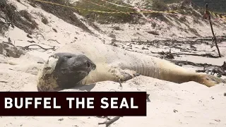 Buffel the seal vists Fish Hoek beach