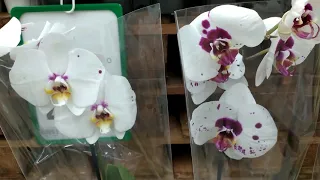 Обзор орхидей  23 июля 2020 АШАН часть1.Стандарты от 430 рублей.