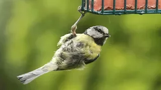 Tenacious Blue Tit Update