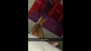 Cat Jumps at Poster Thinking There Was a Desk and Chair in the Wall