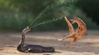 Amazing Snake Python King Cobra Big Battle In The Desert Mongoose | Amazing Attack of Animals