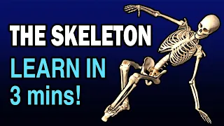 LEARN SKELETON BONES IN 3 MINUTES!!!