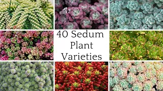 40 Sedum Plant Varieties with Names | sedum Plant Species | Beautiful Types of Sedum Varieties