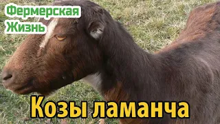 Козы ламанча