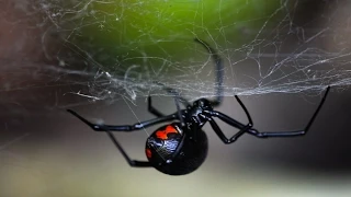 Паук Черная вдова (лат. Latrodectus mactans)