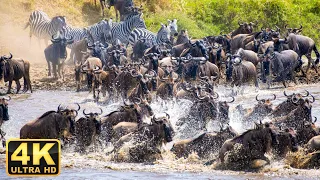 4K African Animals - Scenic Relaxation Film with Calming Music and Natural Sounds - Music Therapy #2