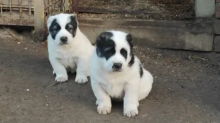 Цуценята алабаїв 1 місяць. Щенки алабая 1 месяц. +380665342133