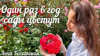 Анна Богатская - Один раз в год сады цветут (cover Анна Герман)