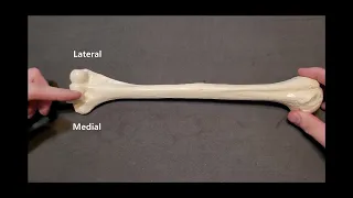 Identification of Bony Landmarks - Humerus