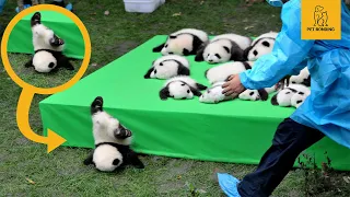 Aww 💗 Funny And Cute Panda Compilation 💗 - pets bonding video 2020