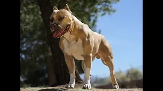 Каталог пород собак. Американский питбультерьер (American pit bull terrier)