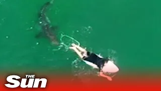 Shark nudges surfer who narrowly avoids attack