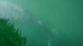 Unknown sea creature filmed in Lake Michigan!