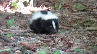 Baby Skunk before going to Safe and Sound Sanctuary