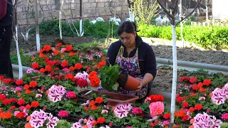 Cooking Small Meatballs: Planted Lots of Flowers - Ramadan Mubarak Vlog #7