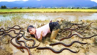 Harvesting A Lot Of Eels In The Mud Pond Goes to market sell - Farm life | Phuong Daily Harvesting