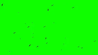 Green screen crows flying on the sky free download