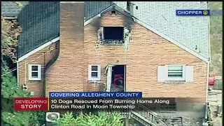 Firefighters rescue nearly a dozen dogs from burning home