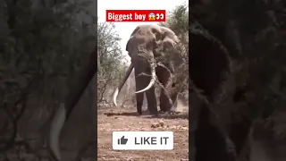 biggest elephant in the world 🤔😱-#animals #wildlife #instagram #support #viral #shorts