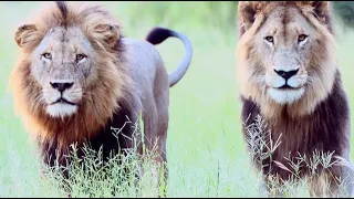 Pride of Lions Ambush a Herd of Impala