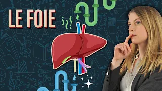 Le foie - Réviser et comprendre la biologie, avec Cap'taine Snap