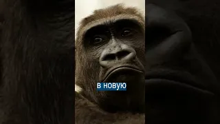 Билл Гейтс о новой пандемии