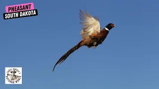 "Birds Everywhere" in South Dakota Pheasant Hunt!