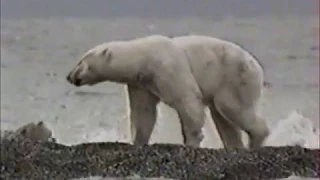 Белый медведь атакует Polar bear attacks