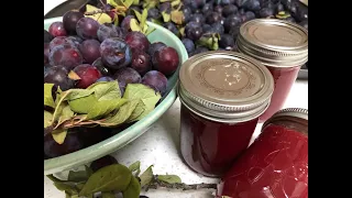 Plum Jam/Jelly (Low Sugar)