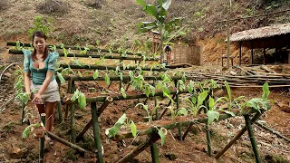 Technique Growing Vegetables in Bamboo Tubes. BUILD OFF GRID FARM. Farm Life Of Nguyen Hoang. Ep 50