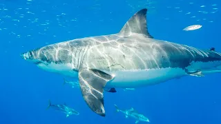 Perth fisherman fights off great white shark with speargun