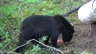 Archery Black Bear - Rage Broad-Head in the Boiler Room!!