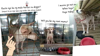 Quezon City Animal Shelter Rescues May 2022 #PetParadisePh