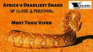 Africa's Most Deadly Snake | African Puff Adder Snake