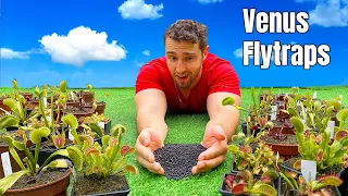 Planting 300 Venus Flytrap Seeds