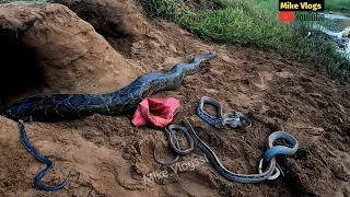 Brave Hunters Facing With The Most Dangerous Reptile In The World | Mike Vlogs