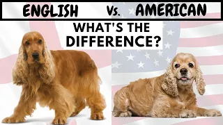 English Cocker Spaniel Vs American Cocker Spaniel | What's The Difference?