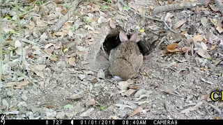 Backyard Trail Cam Video, What's In That Hole? South Louisiana